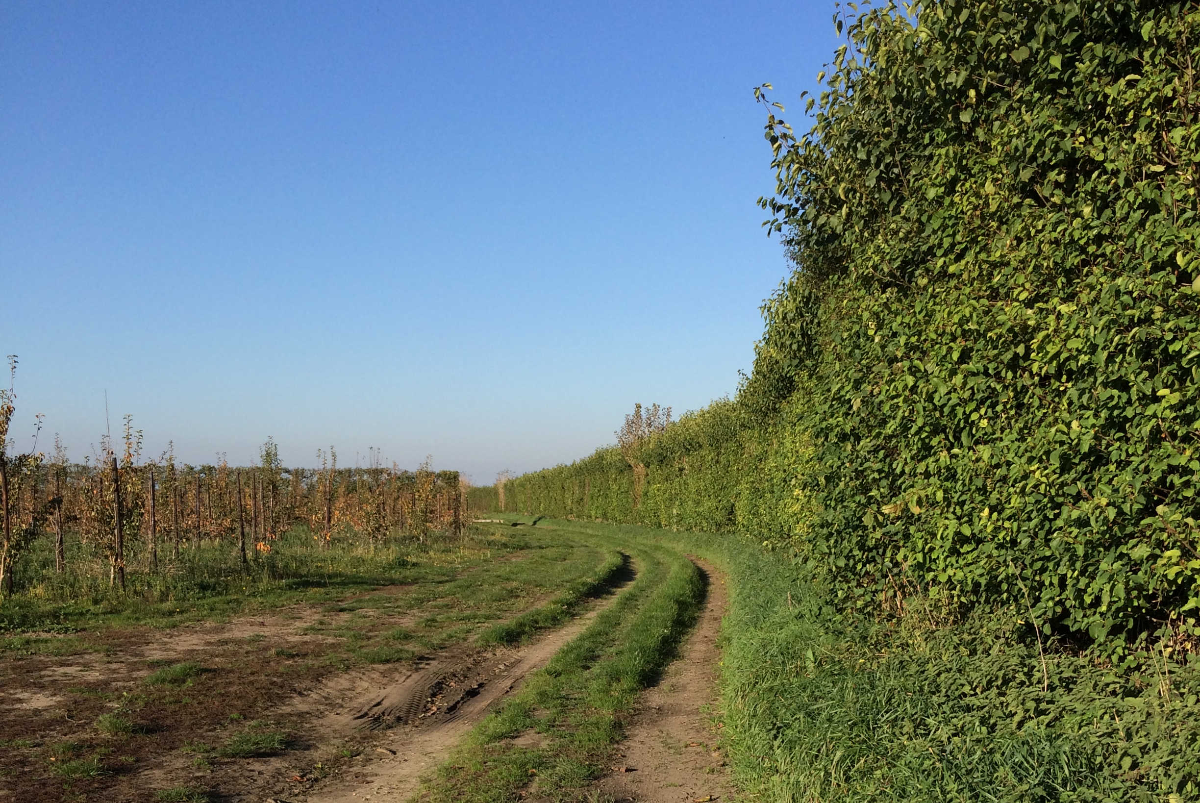 green lane with hedge on right